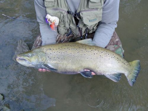 http://www.flyfishing.pl/galeria/userphotos/500/preview_d0493c8364c5c4a689ef5d481b90153f.jpg